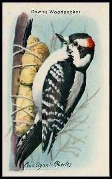 7 Downey Woodpecker